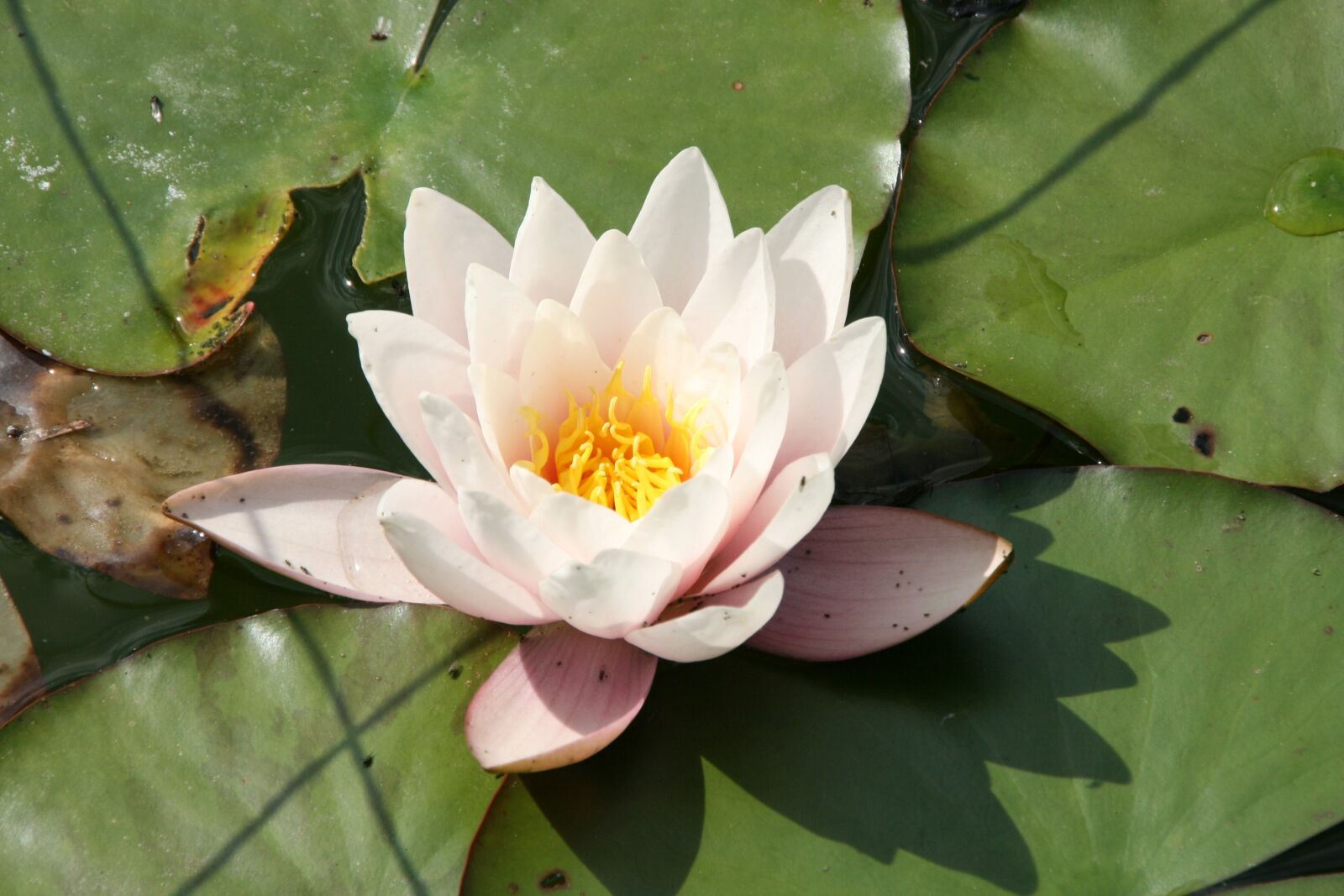 Canon EOS 400D (EOS Digital Rebel XTi / EOS Kiss Digital X) sample photo. Water lily, aquatic plant photography