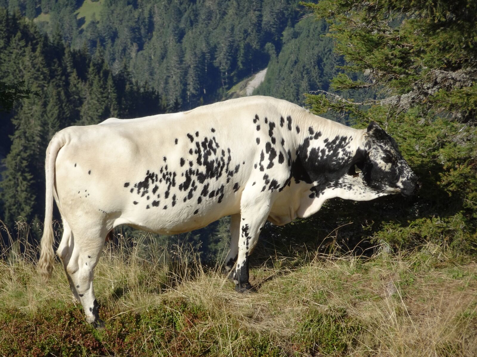 Sony Cyber-shot DSC-HX90V sample photo. Cow, animals, nature photography