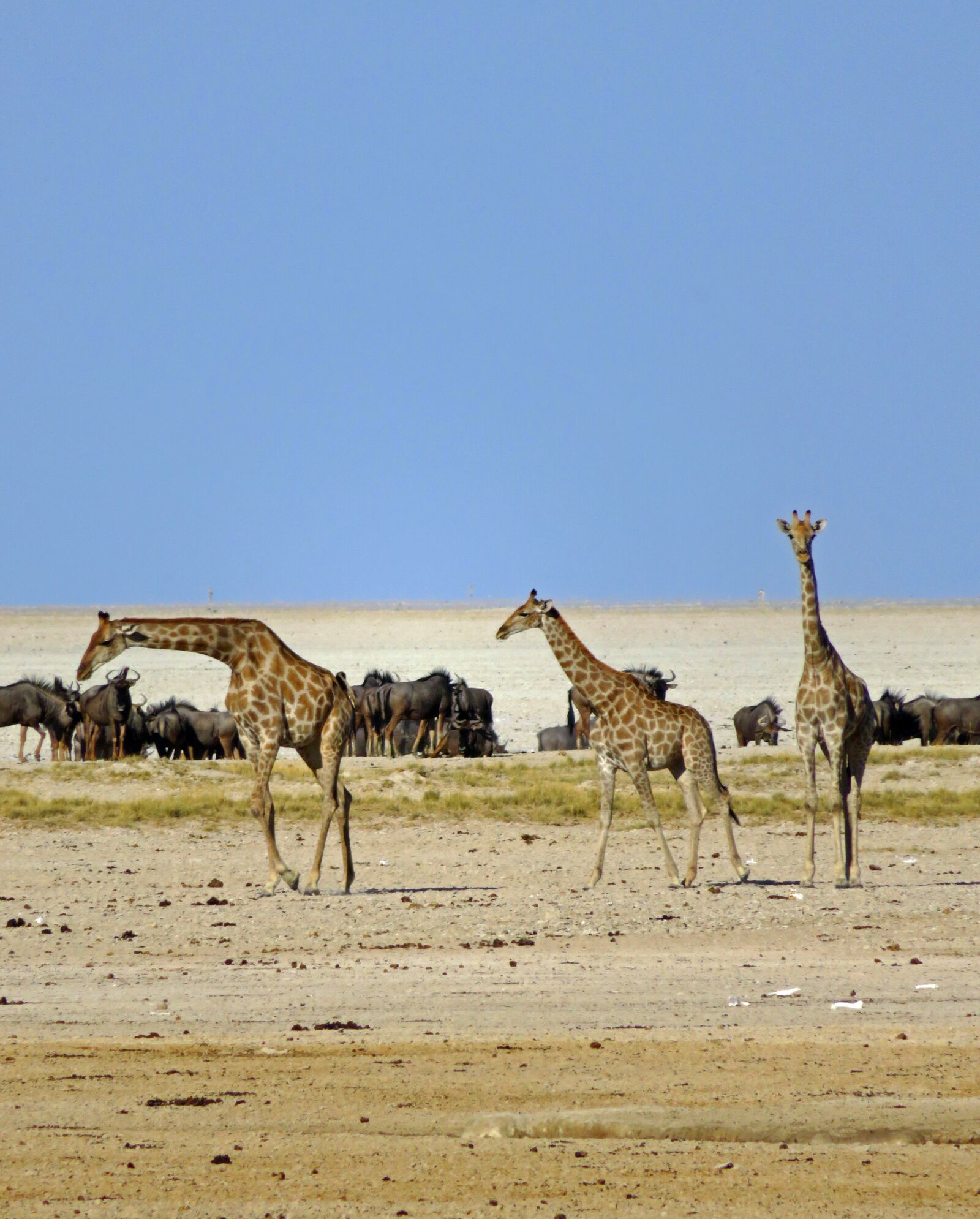 Canon PowerShot SX720 HS sample photo. Giraffes, wildebeest, africa photography