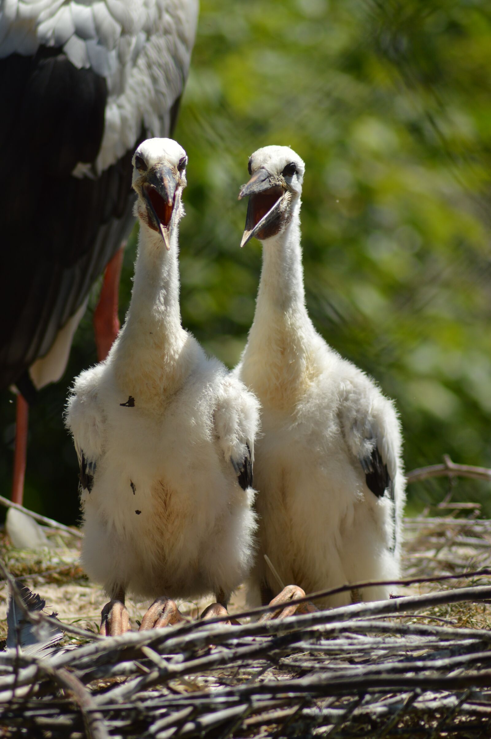 Nikon D3200 sample photo. Stork, baby, bird photography