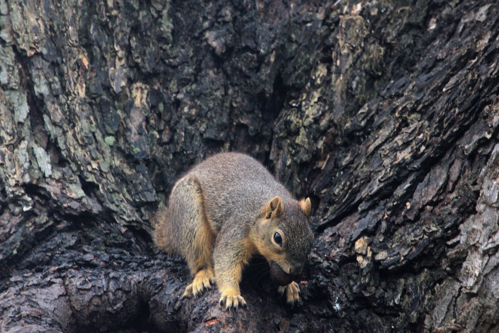 Canon EOS 550D (EOS Rebel T2i / EOS Kiss X4) sample photo. Squirrel, mammals, rodent photography