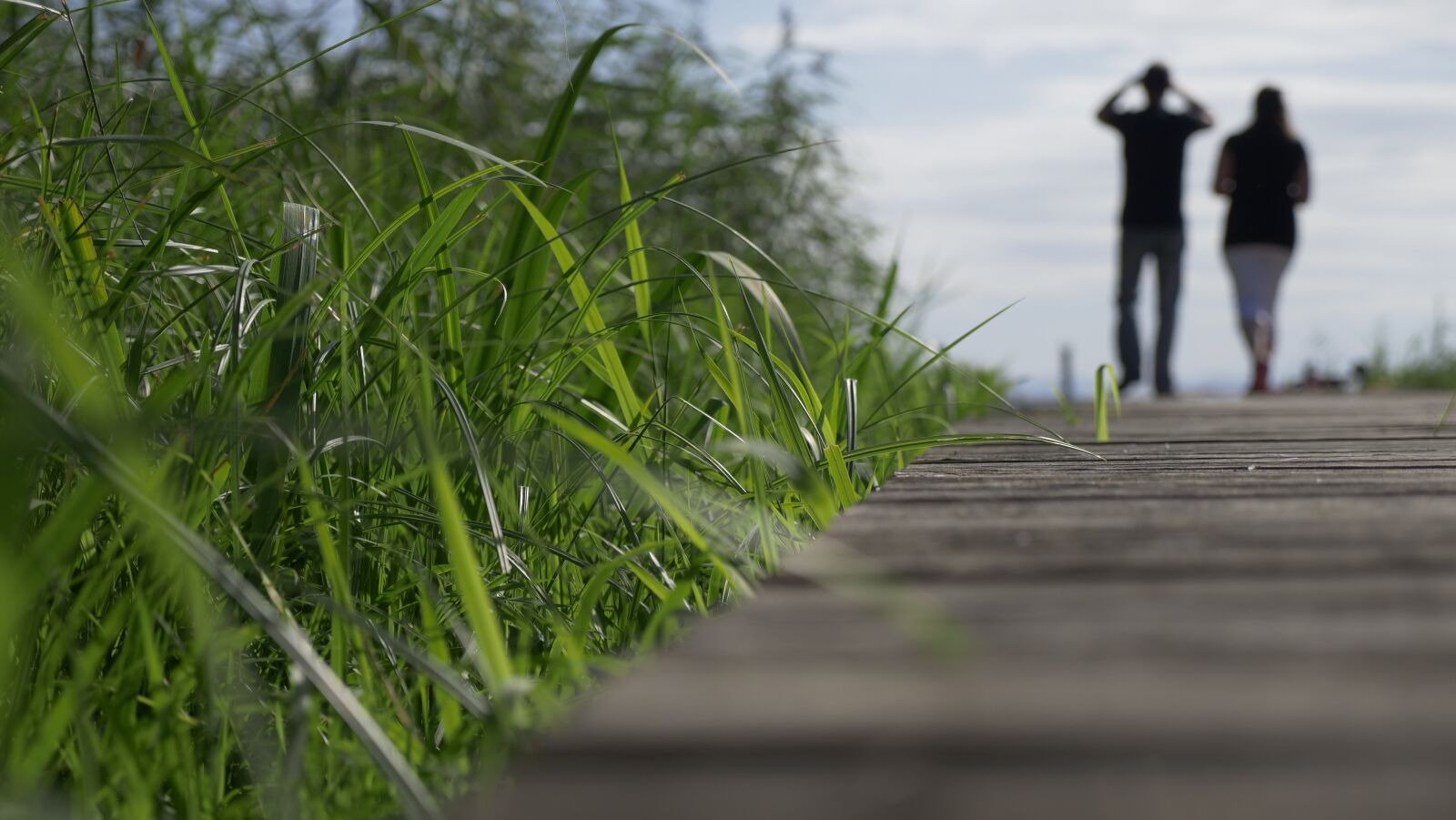 Panasonic Lumix DC-GH5 sample photo. Nature, panorama, plant photography