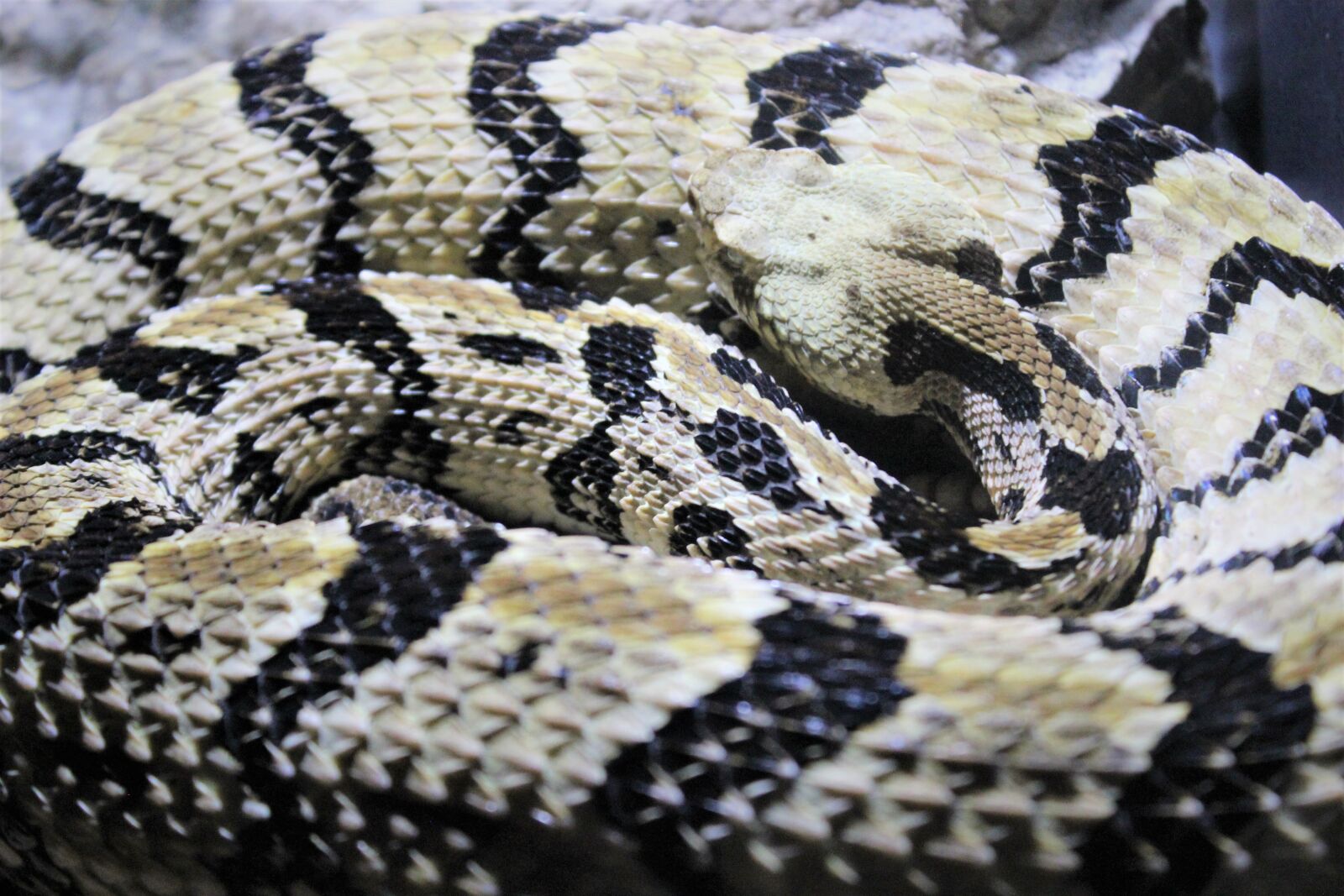 Canon EOS 600D (Rebel EOS T3i / EOS Kiss X5) sample photo. Snakes, animals, serpent photography