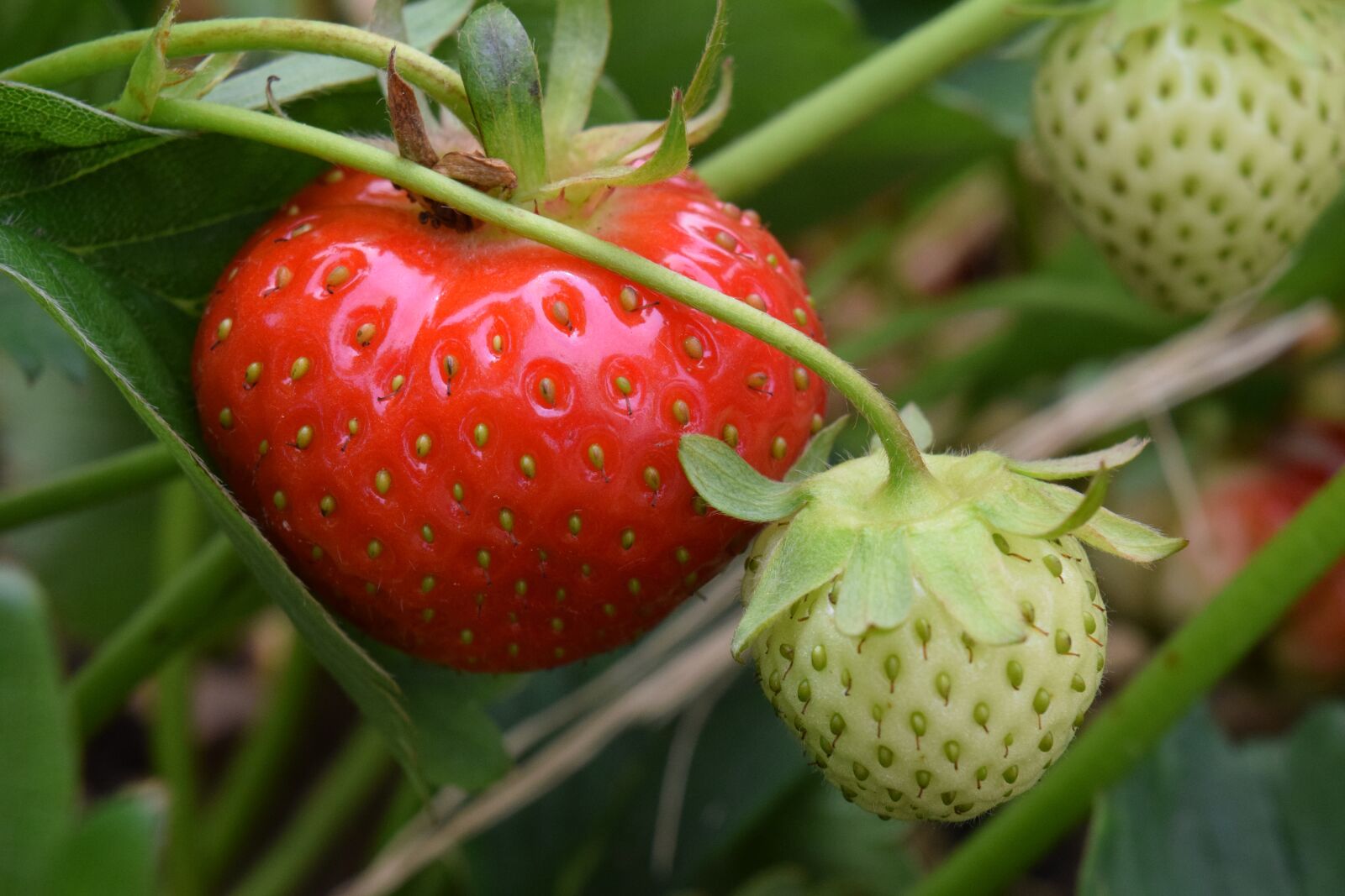 Nikon D3300 sample photo. Strawberry, red, green photography