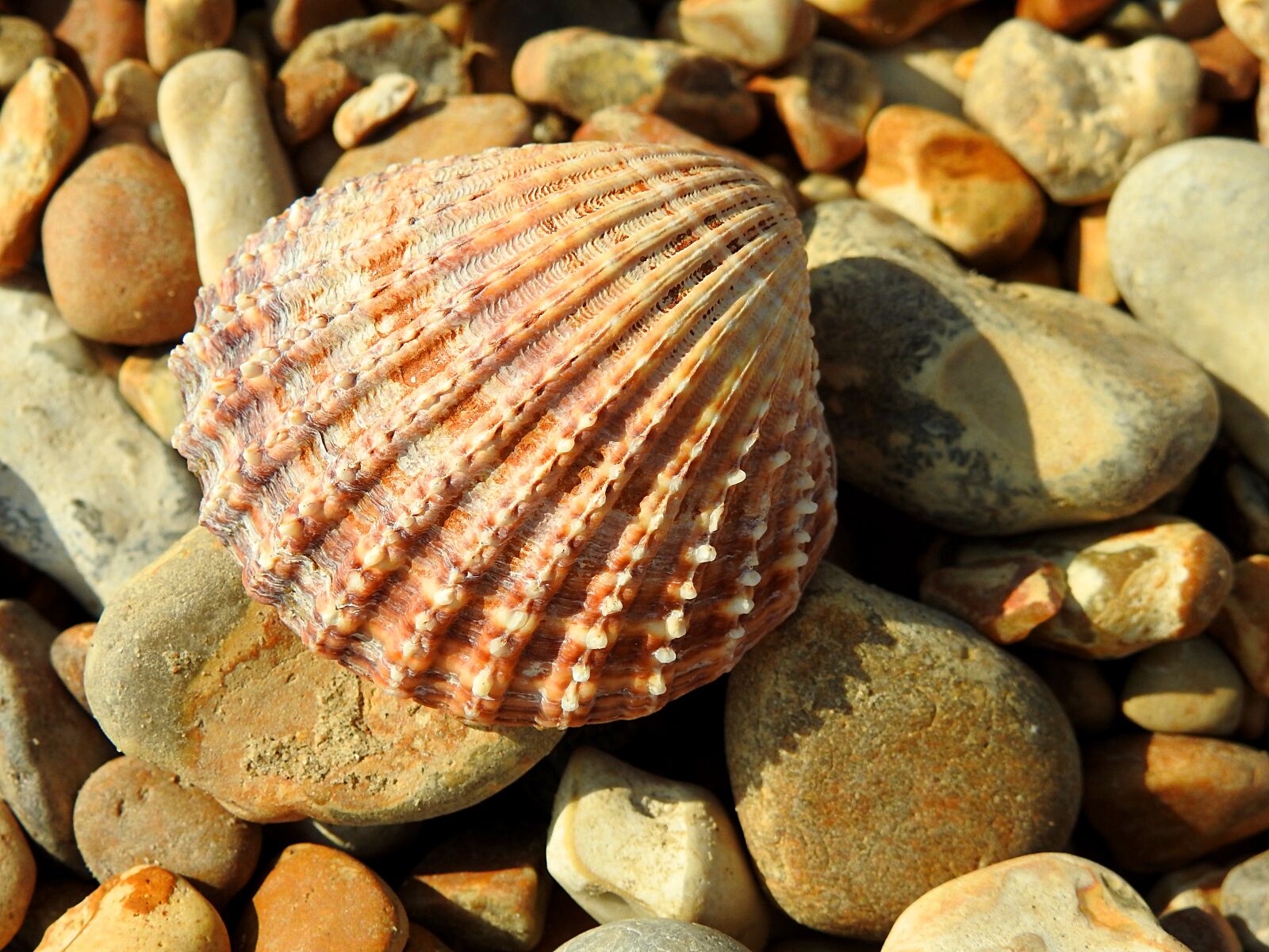 Nikon Coolpix P900 sample photo. Shell, pebbles, beach photography