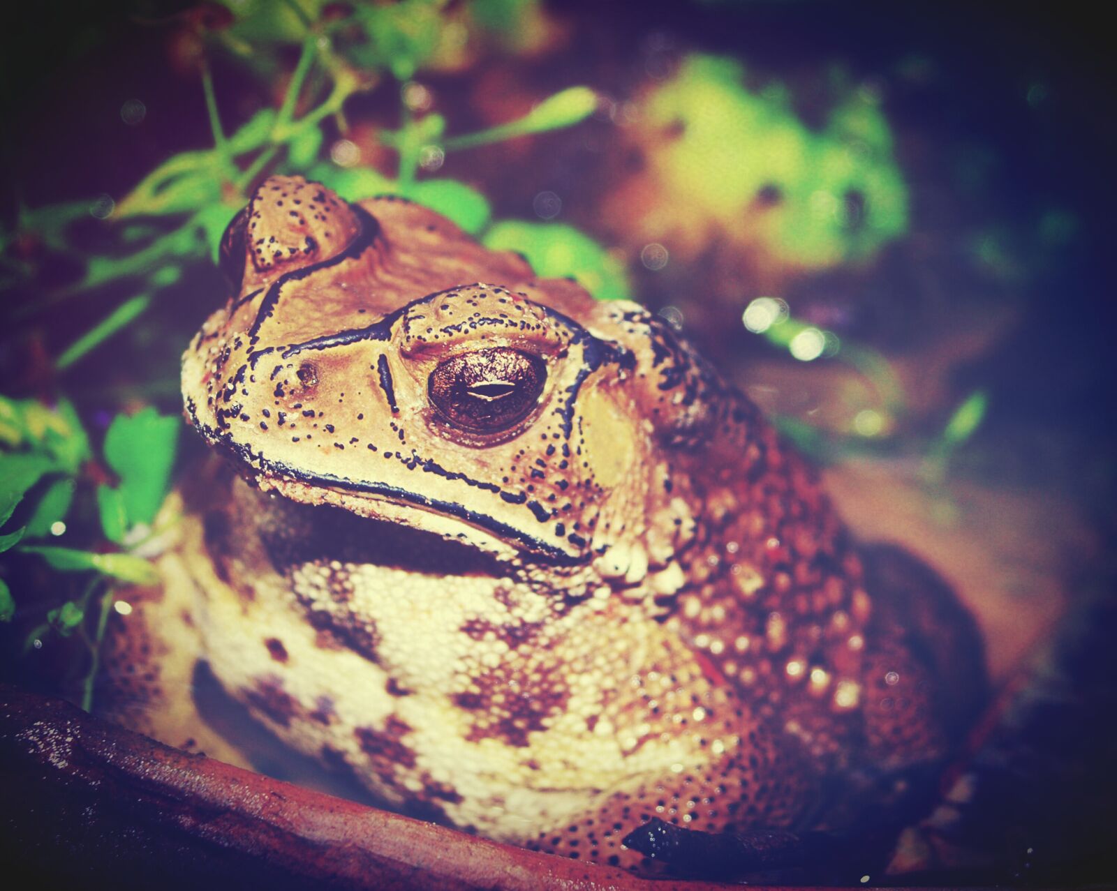 Olympus E-300 (EVOLT E-300) sample photo. Toad, marinus, giant photography