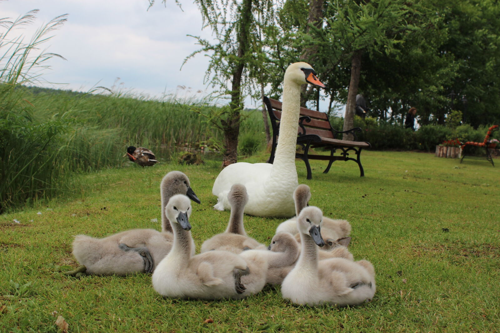 Canon EOS 1200D (EOS Rebel T5 / EOS Kiss X70 / EOS Hi) sample photo. Animals, baby, birds, swans photography