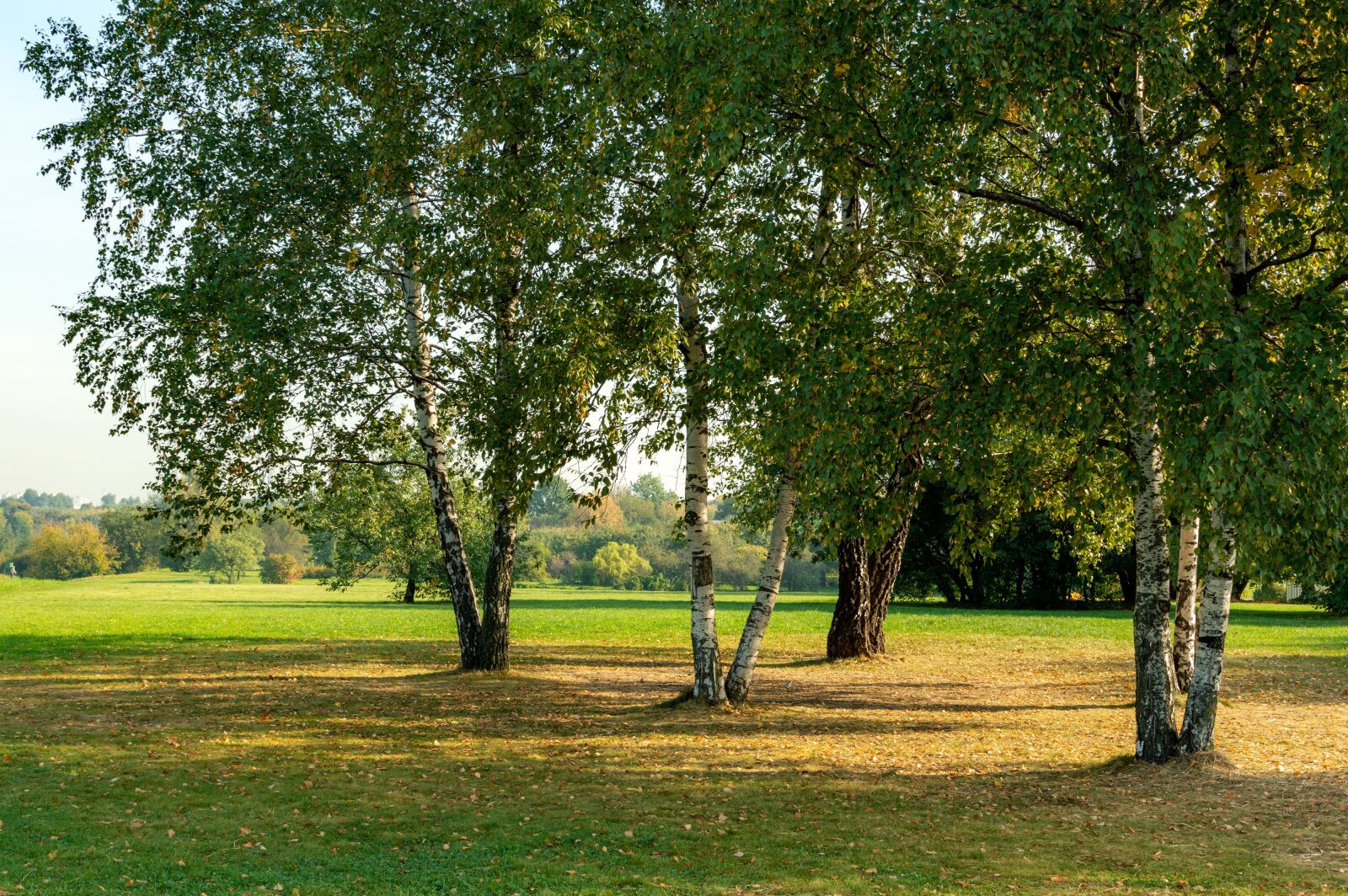 Nikon D3200 sample photo. Morning, birch, september photography