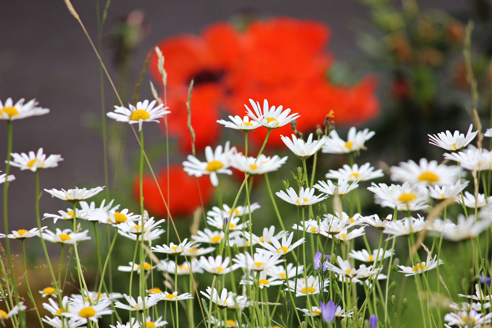 Canon EOS 600D (Rebel EOS T3i / EOS Kiss X5) sample photo. Daisies, meadow, white photography
