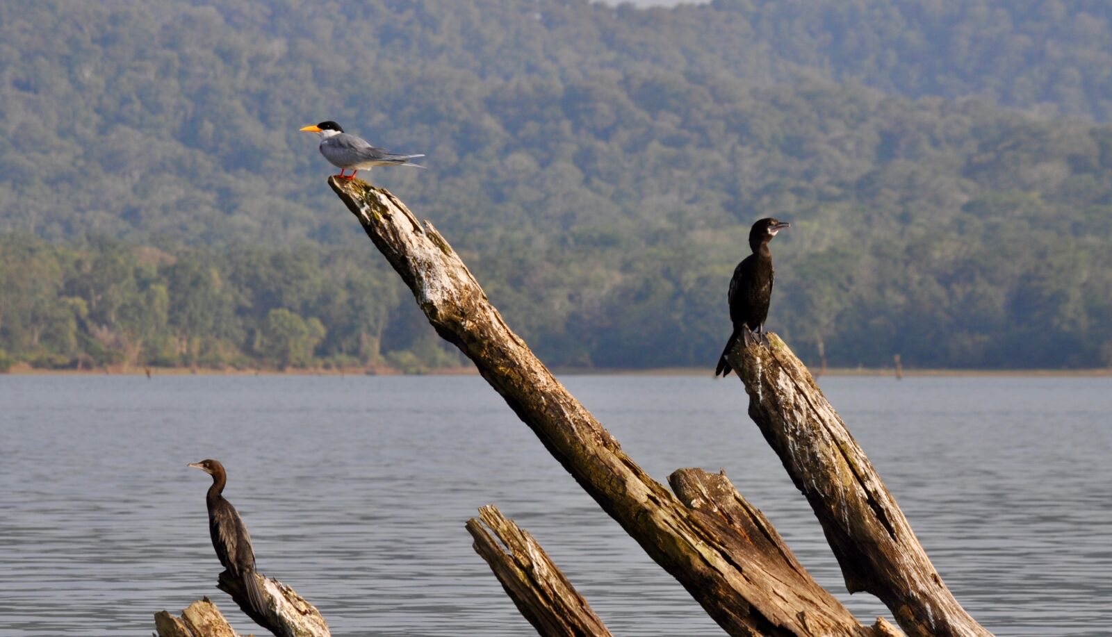 Nikon D5000 sample photo. Birds, branches, water photography