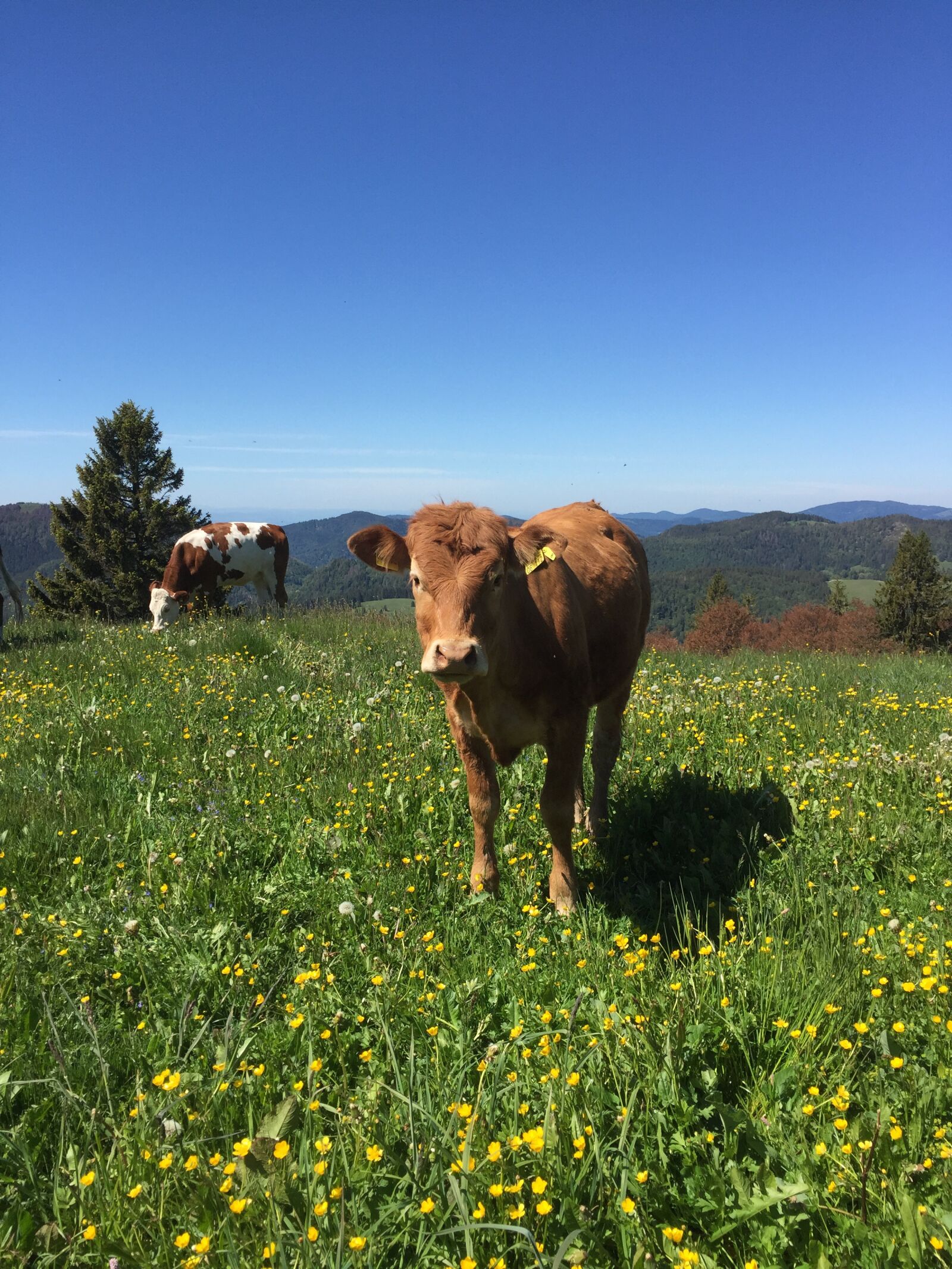 iPhone 6 back camera 4.15mm f/2.2 sample photo. Black forest, mountain meadow photography