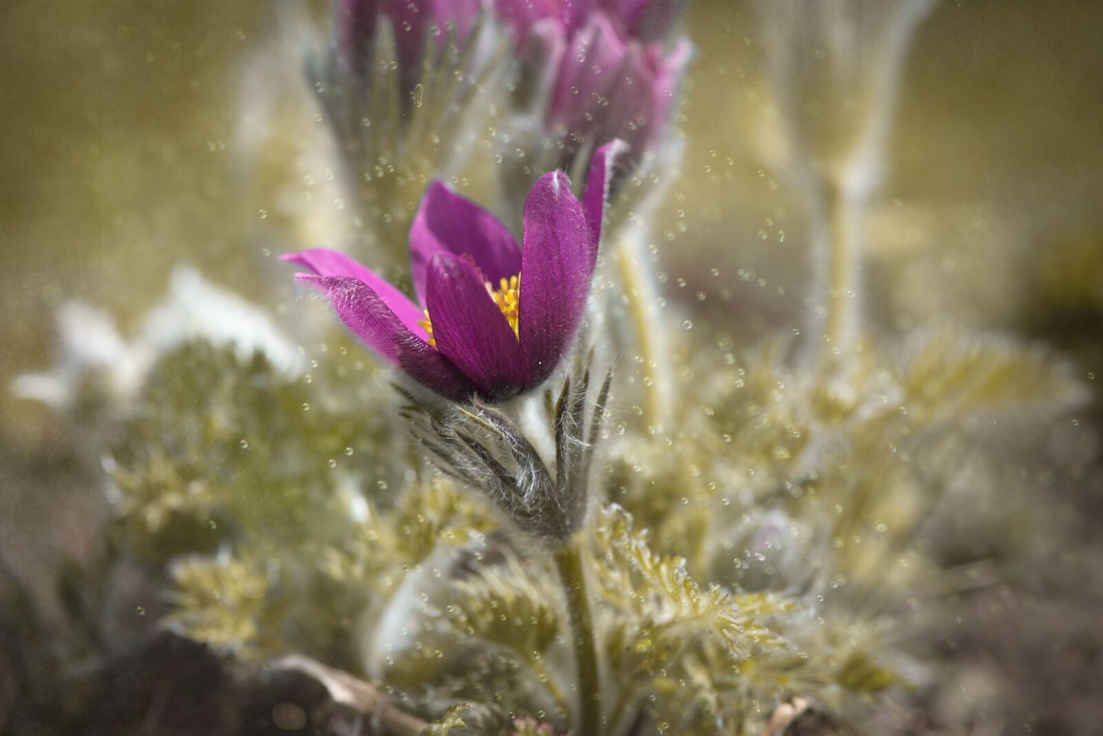Nikon D750 sample photo. Anemone, purple, violet photography
