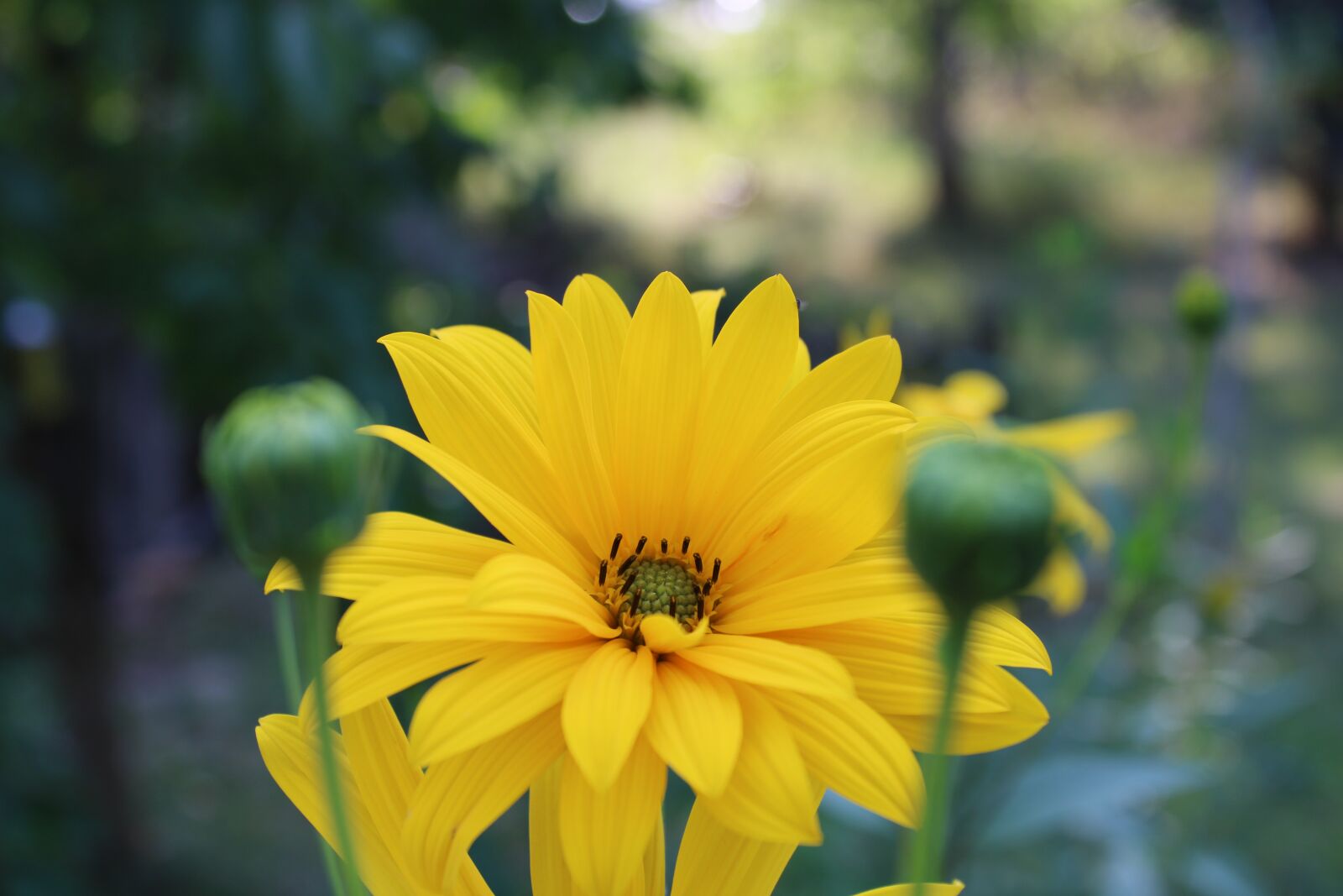 Canon EOS 2000D (EOS Rebel T7 / EOS Kiss X90 / EOS 1500D) sample photo. Flower, yellow, summer photography