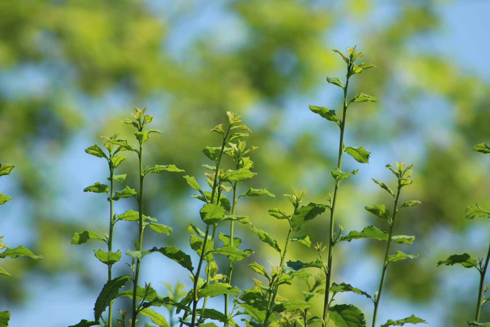 Canon EF75-300mm f/4-5.6 sample photo. Tree, blat, nature photography