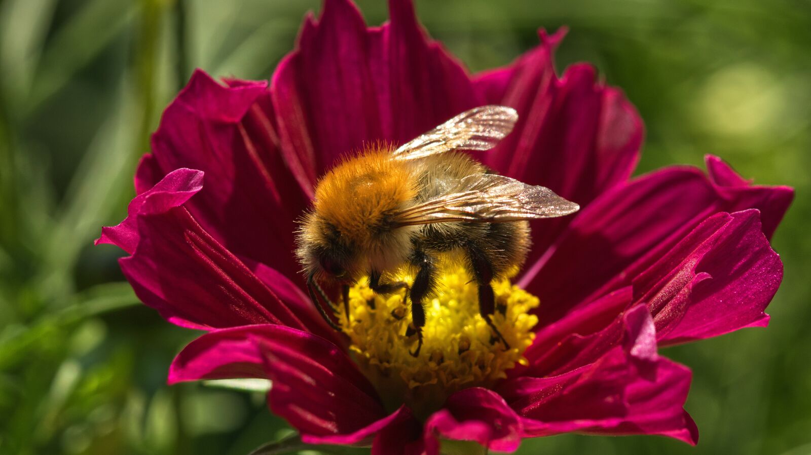 Canon EOS M50 (EOS Kiss M) sample photo. Pollination, bee, flower photography