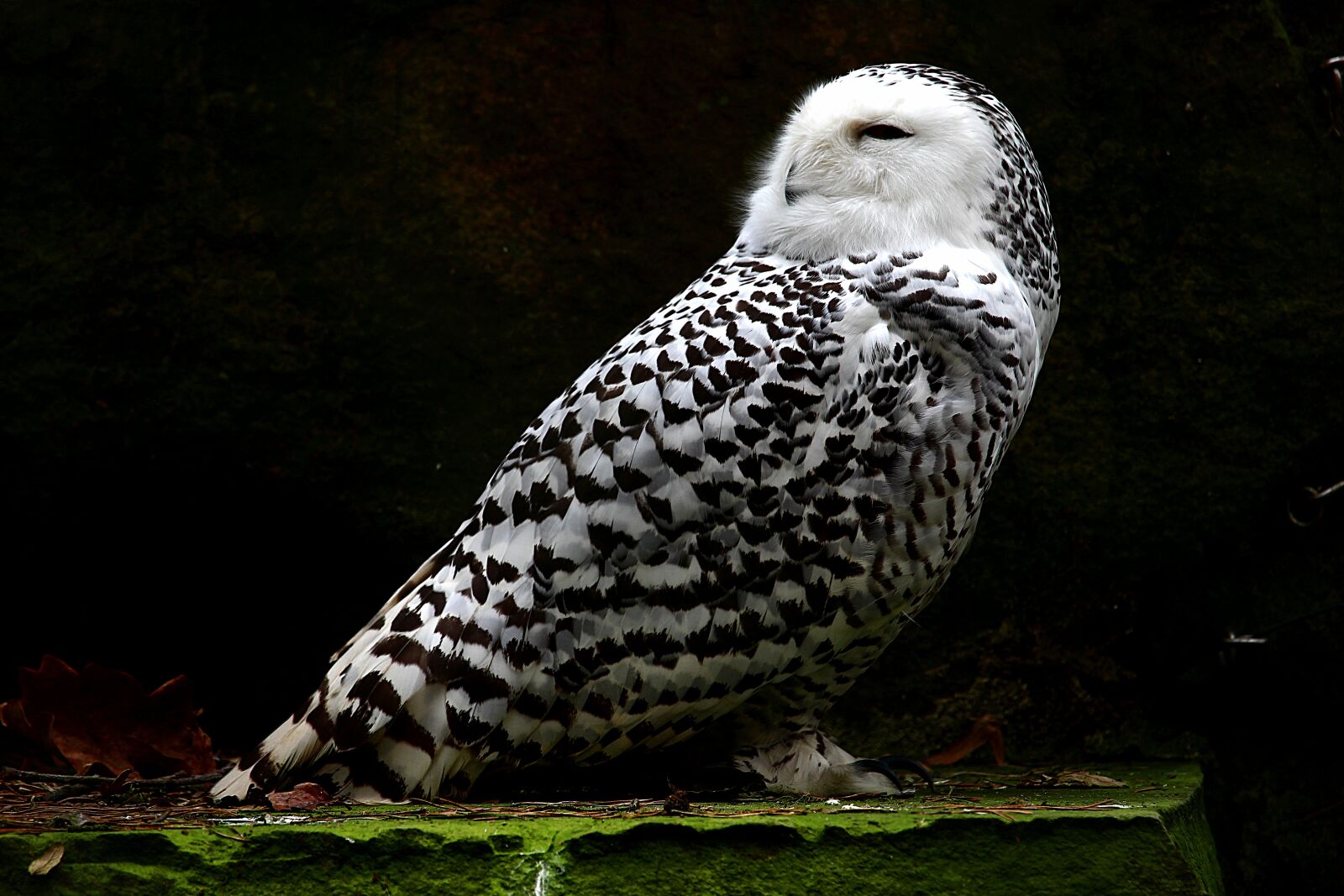 Canon EOS 1200D (EOS Rebel T5 / EOS Kiss X70 / EOS Hi) sample photo. Snowy owl, animal, feather photography