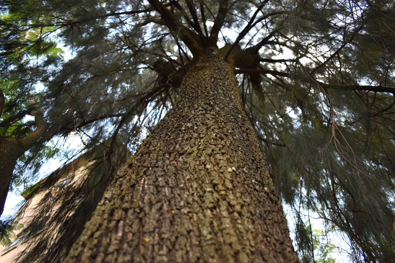 Nikon D3500 sample photo. Fotografía, árbol, naturaleza photography