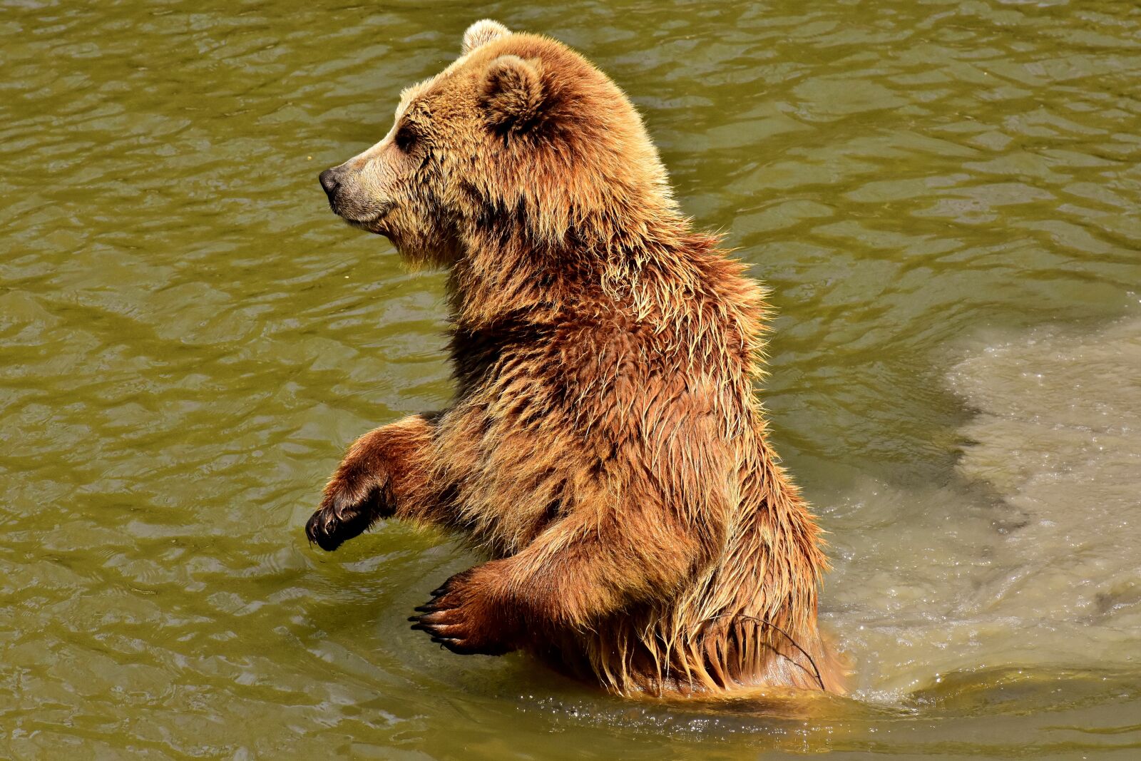 Nikon D7200 sample photo. European brown bear, brown photography