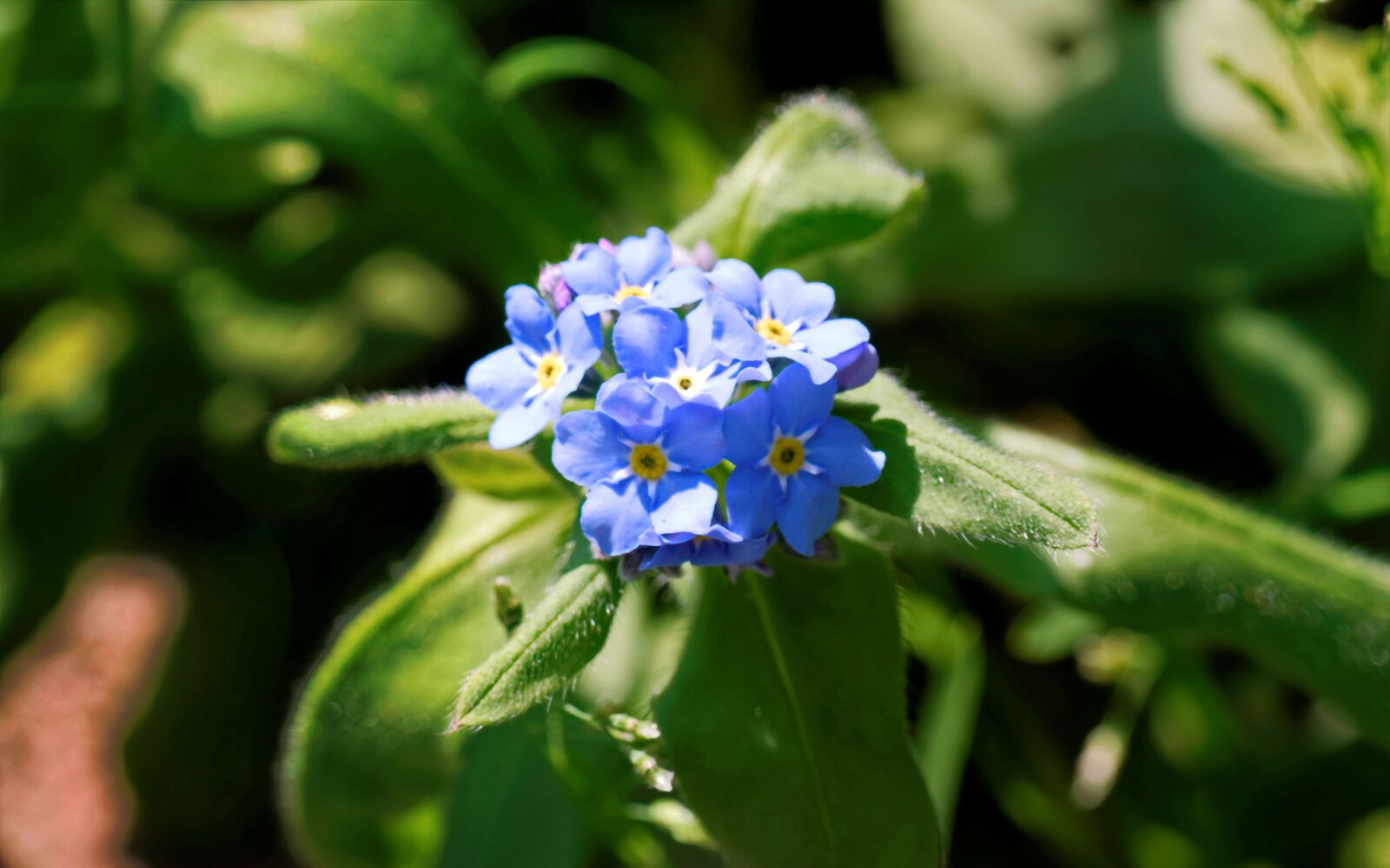 Nikon D5300 sample photo. Popcorn, small, blue photography