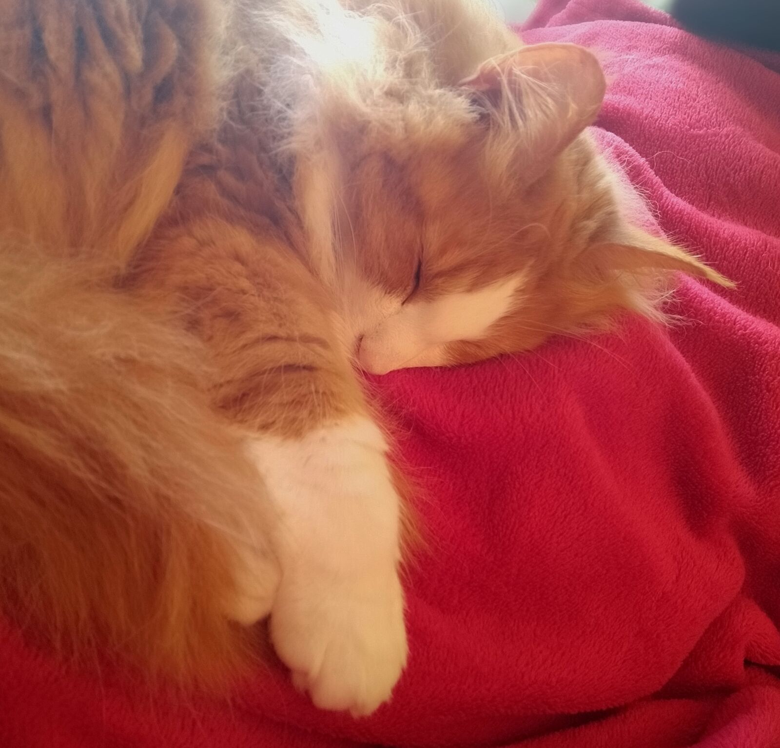 Xiaomi Mi A3 sample photo. Cat forest norwegian, pet photography