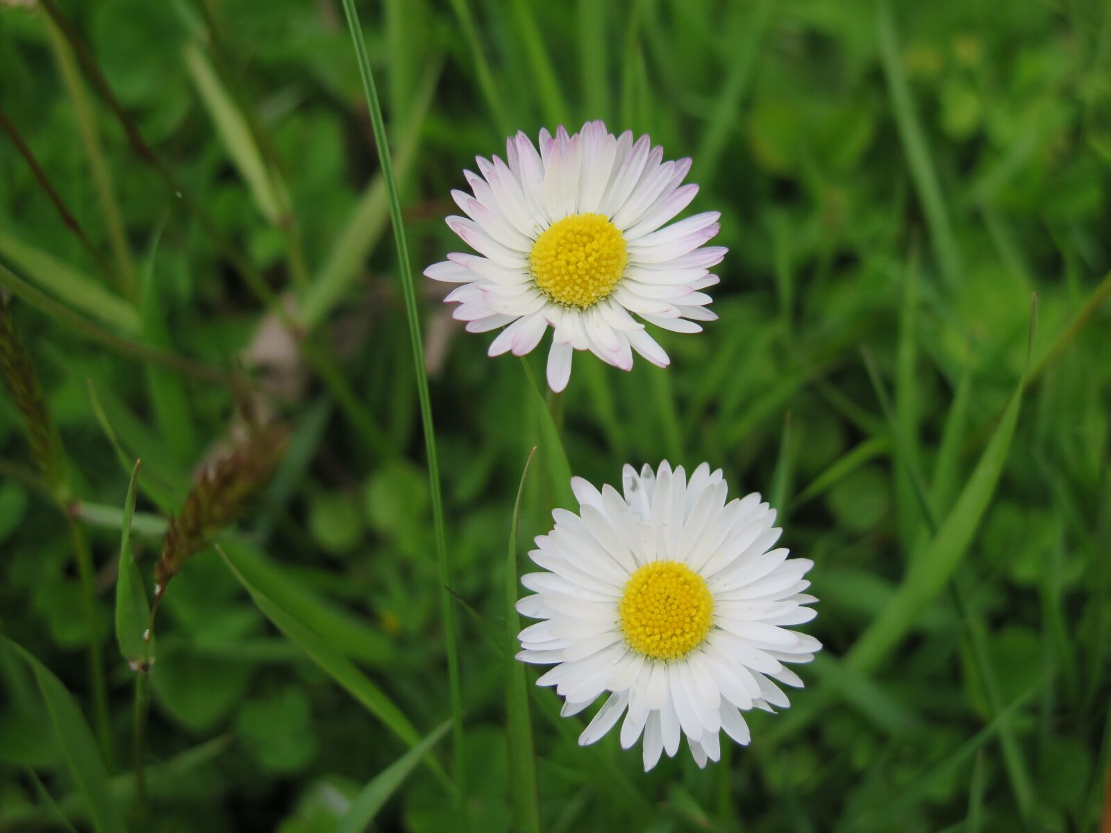 Canon PowerShot G16 sample photo. Nature, summer, flora photography