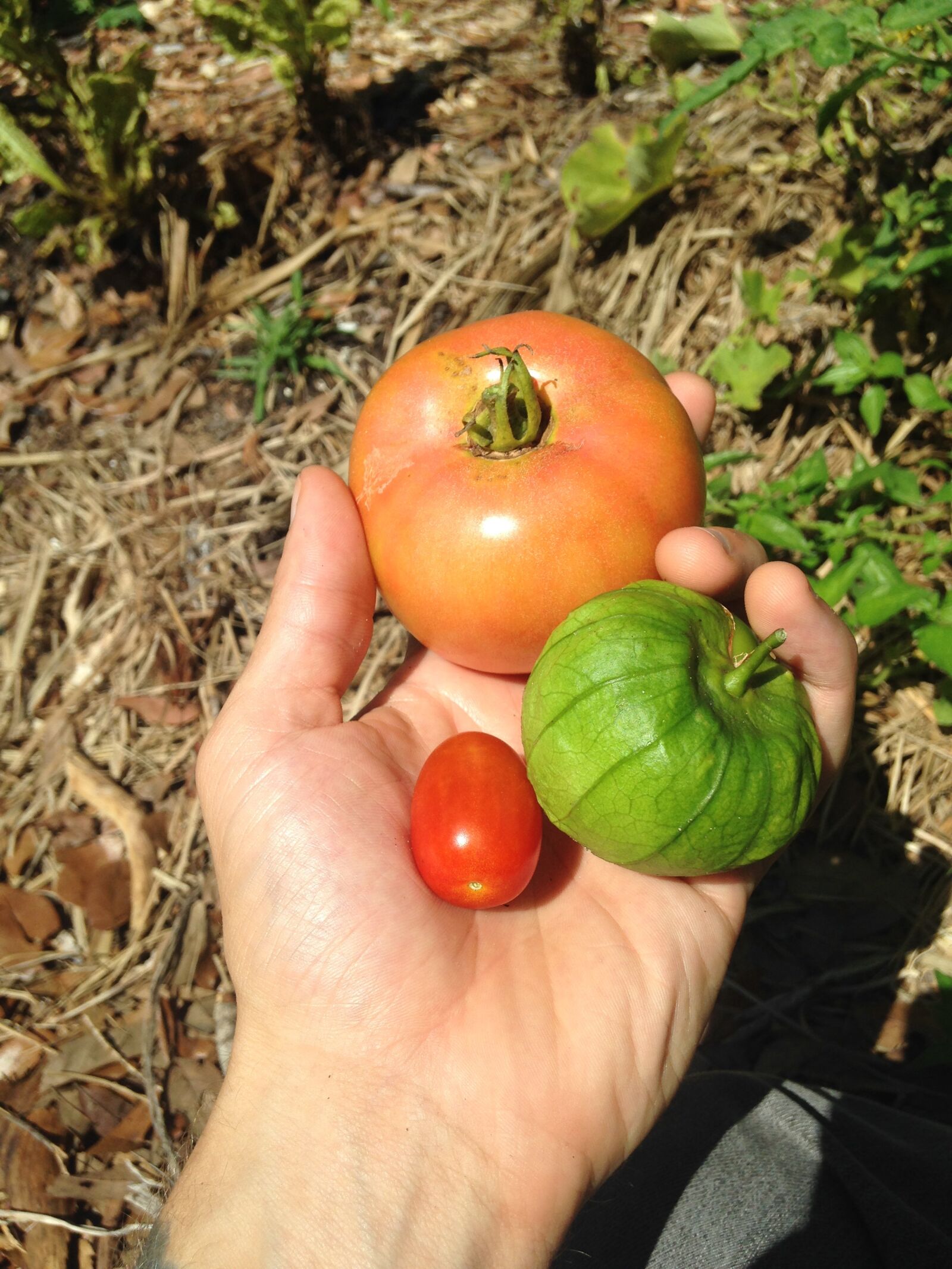 iPhone 5c back camera 4.12mm f/2.4 sample photo. Gardening, vegetables, fresh photography