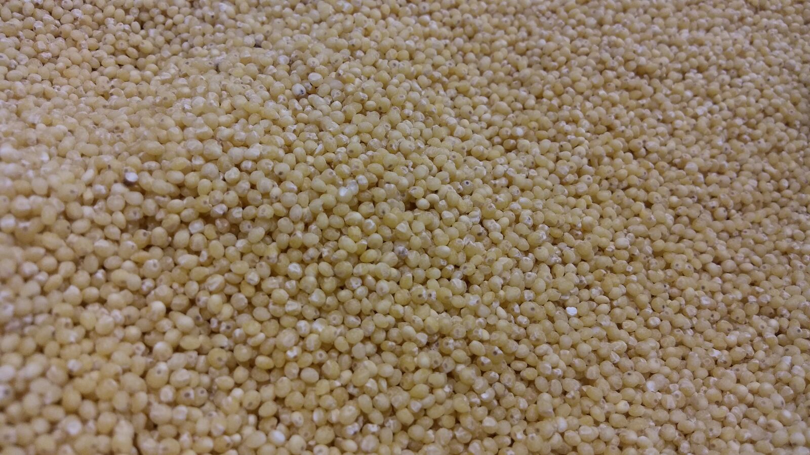 LG K10 sample photo. Millet, grain, cereal photography