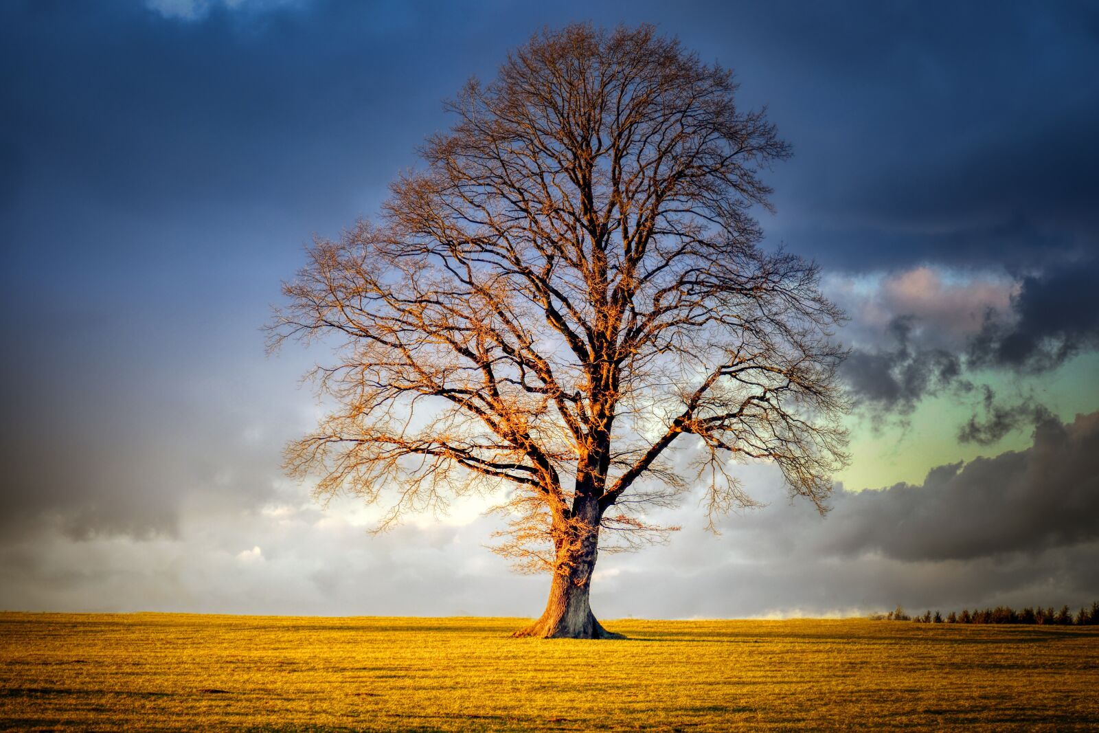 Panasonic Lumix DMC-GX8 sample photo. Tree, landscape, field photography