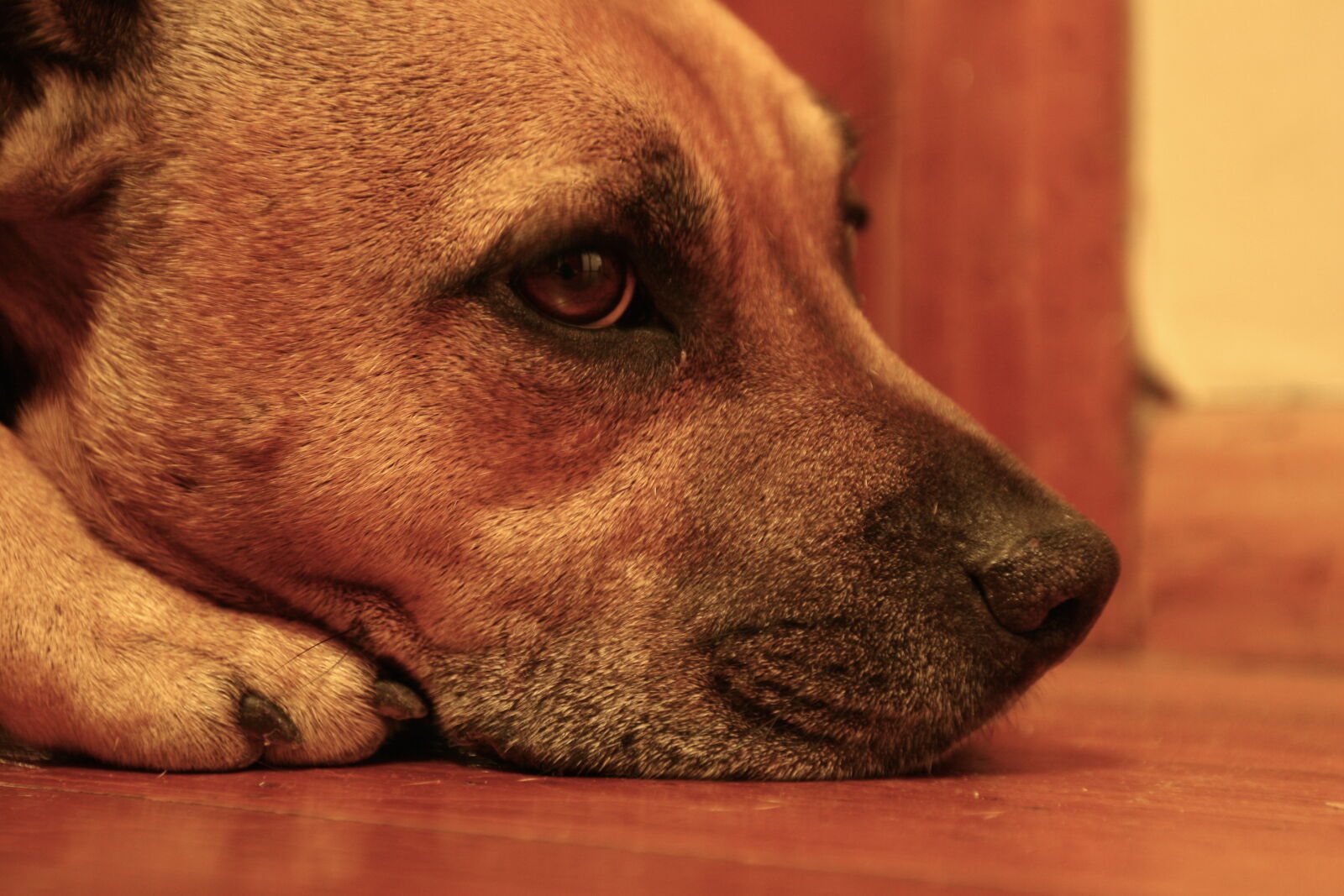 Canon EOS 20D sample photo. Animal, animal, waiting, dog photography