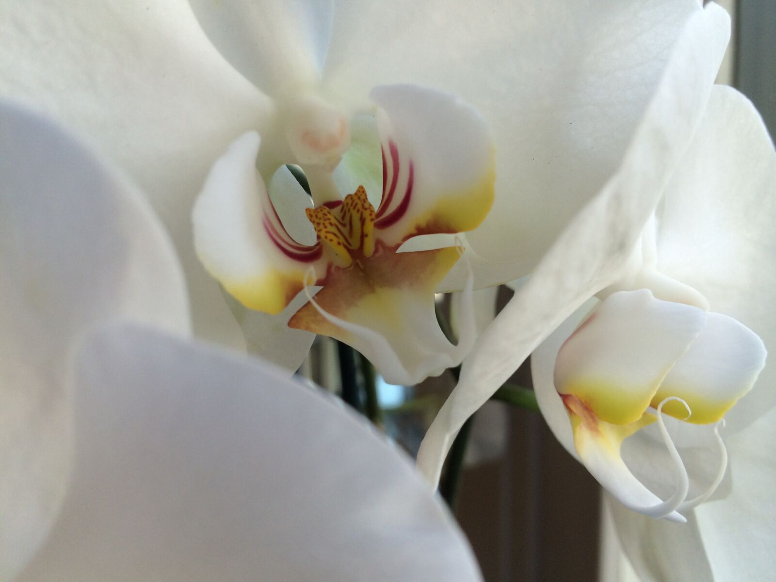iPhone 5s back camera 4.12mm f/2.2 sample photo. White, orchid, flower photography