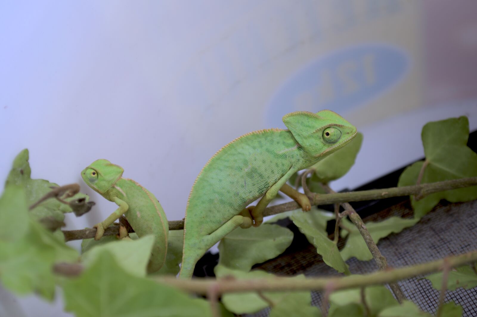 Nikon D3200 sample photo. Yemen chameleon, chameleon, european photography