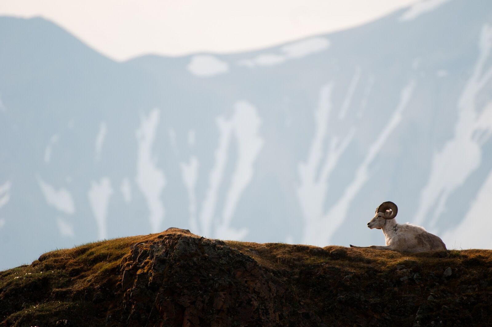 Nikon D300S sample photo. Sheep, dall, ram photography