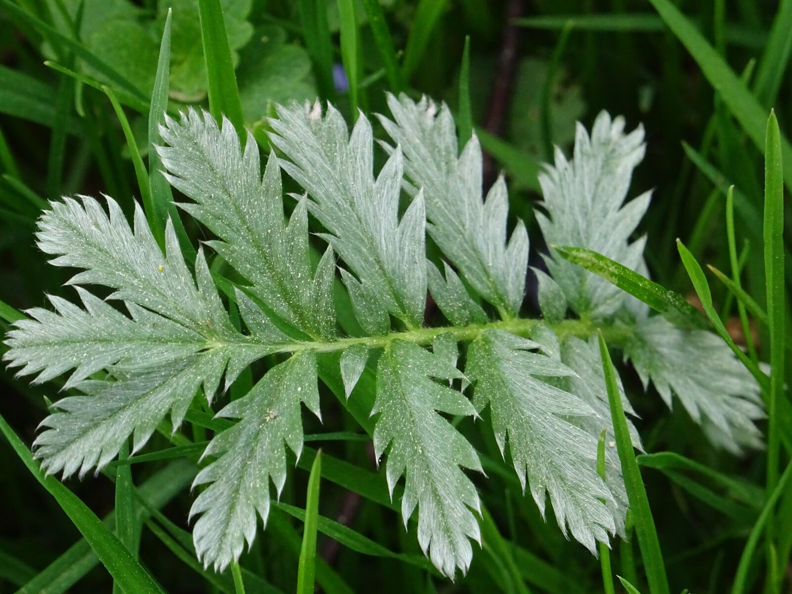 Sony DSC-HX60 sample photo. Plant, green, close up photography
