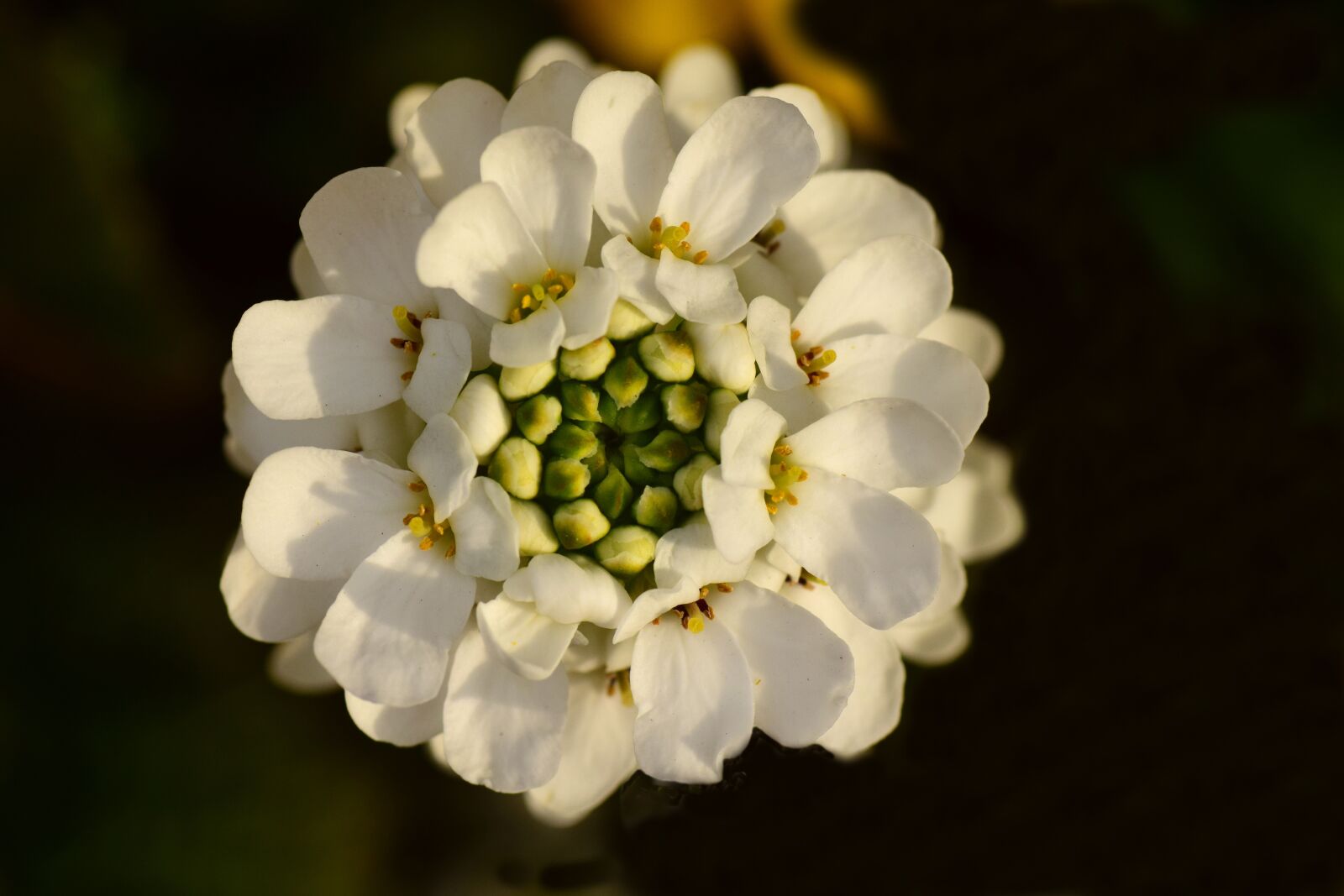Nikon D3300 sample photo. Candytuft, evergreen candytuft, blossom photography