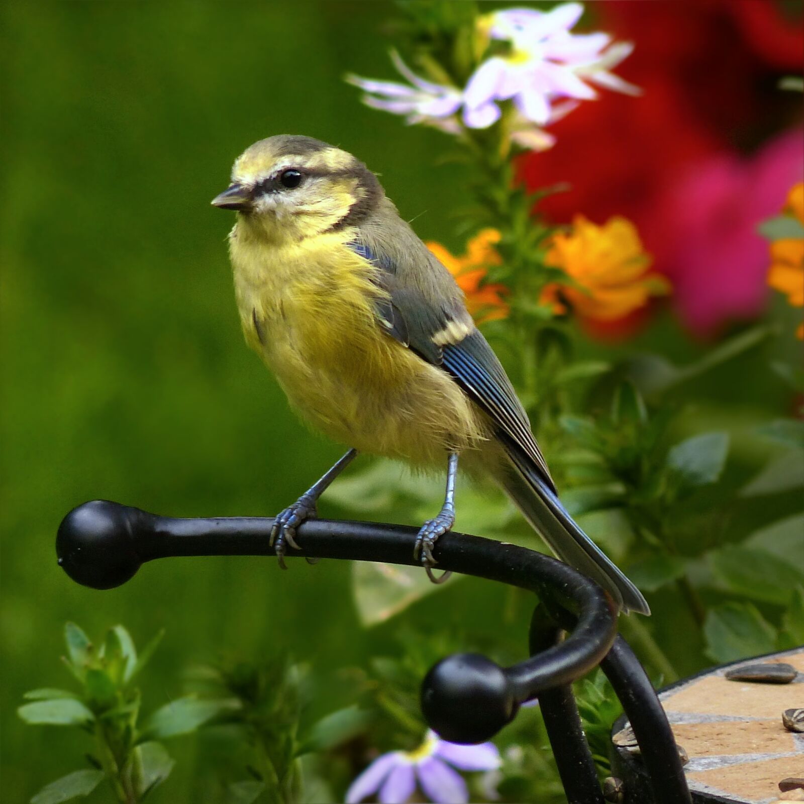 Panasonic Lumix DMC-FZ200 sample photo. Blue tit, cyanistes caeruleus photography