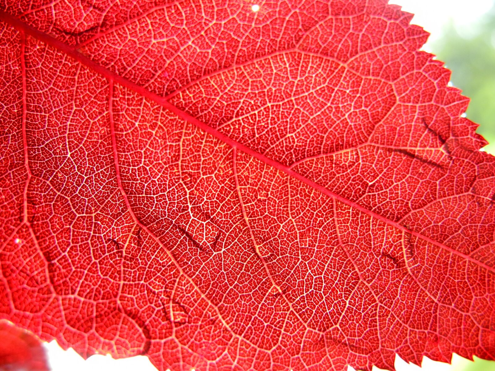 Nikon Coolpix P7000 sample photo. Sheet, red, nature photography