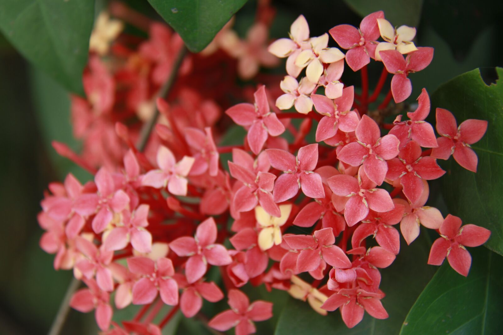 Canon EOS 7D sample photo. Jungle geranium, rangan, ixora photography