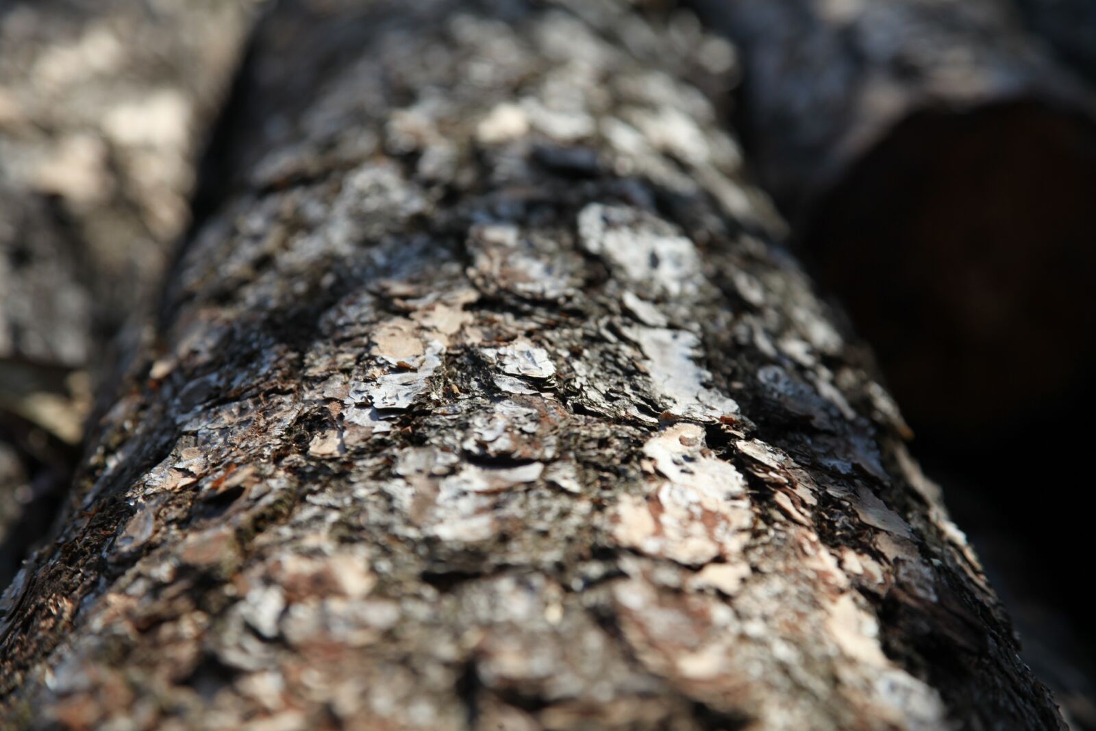 Canon EOS 5D Mark II sample photo. Shell, nature, wood photography