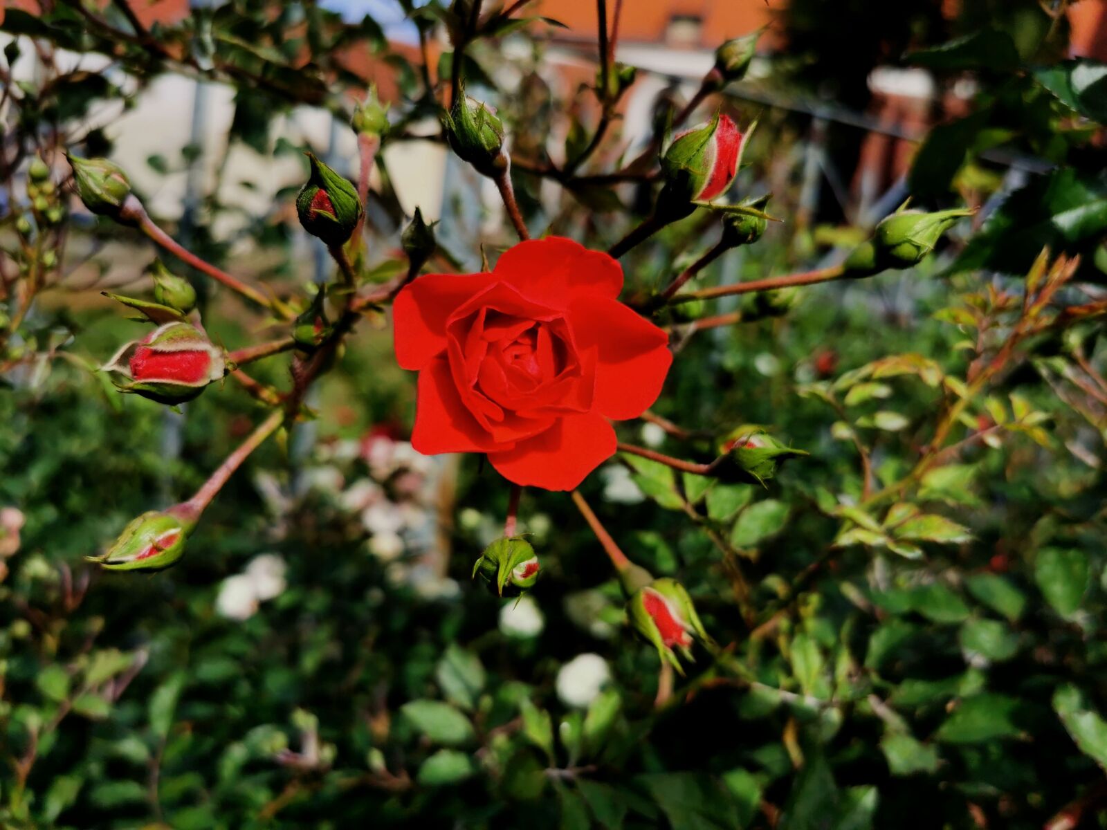 HUAWEI VOG-L29 sample photo. Nature, landscape, scenery photography