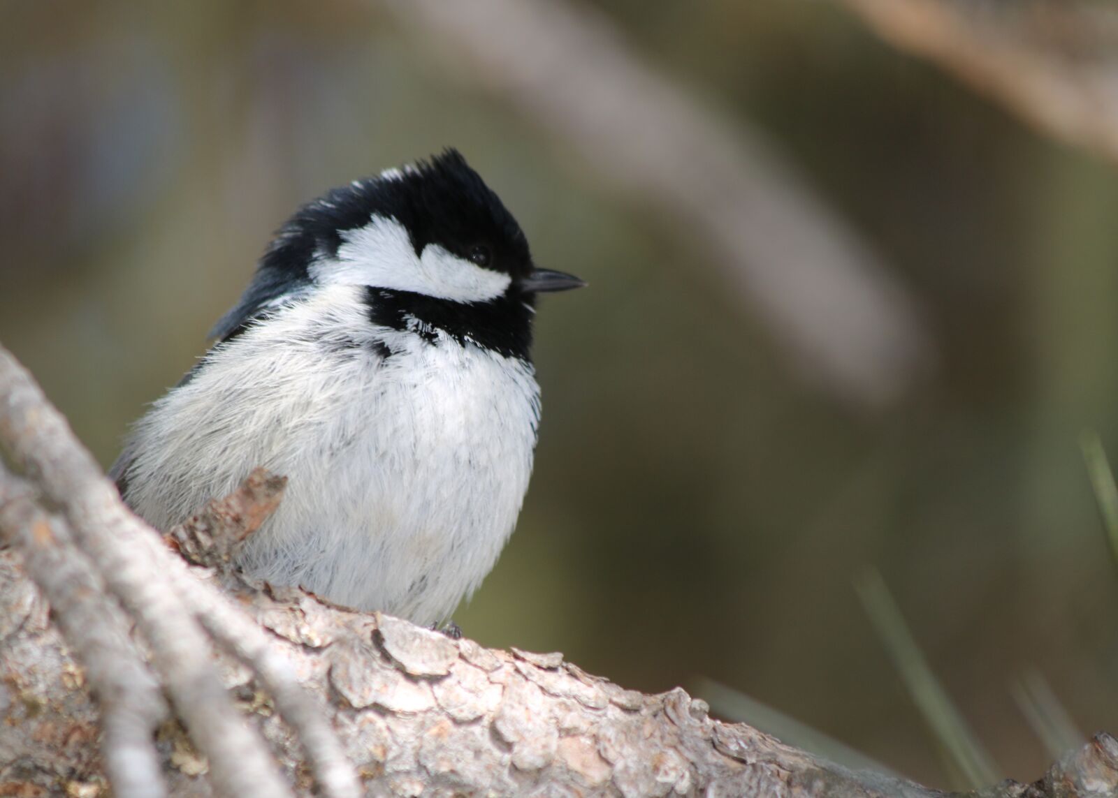 Canon EOS 750D (EOS Rebel T6i / EOS Kiss X8i) sample photo. Tit, bird, songbird photography