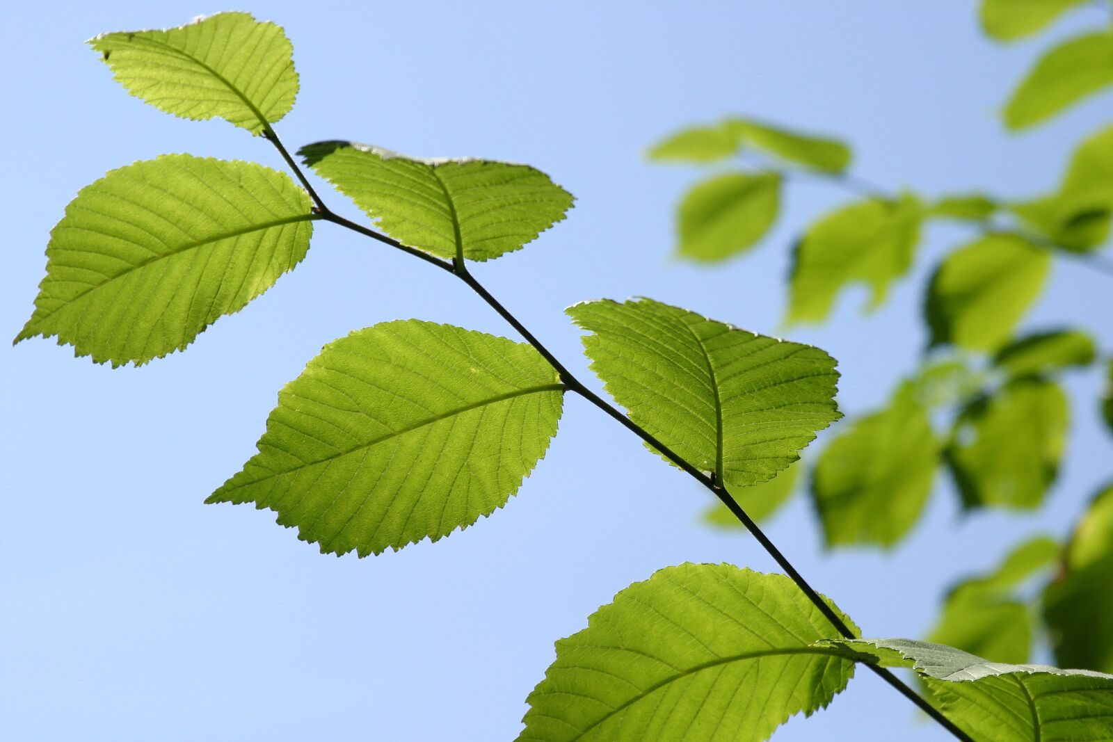 Canon EOS 10D sample photo. Leaf, nature, growth photography