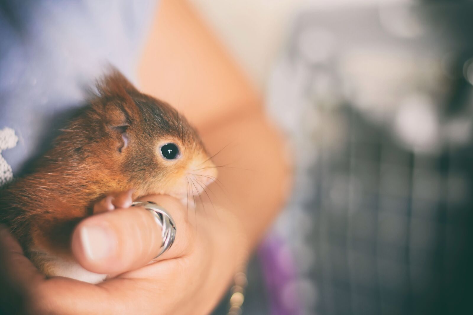 Nikon D7200 sample photo. Squirrel, young animal, small photography
