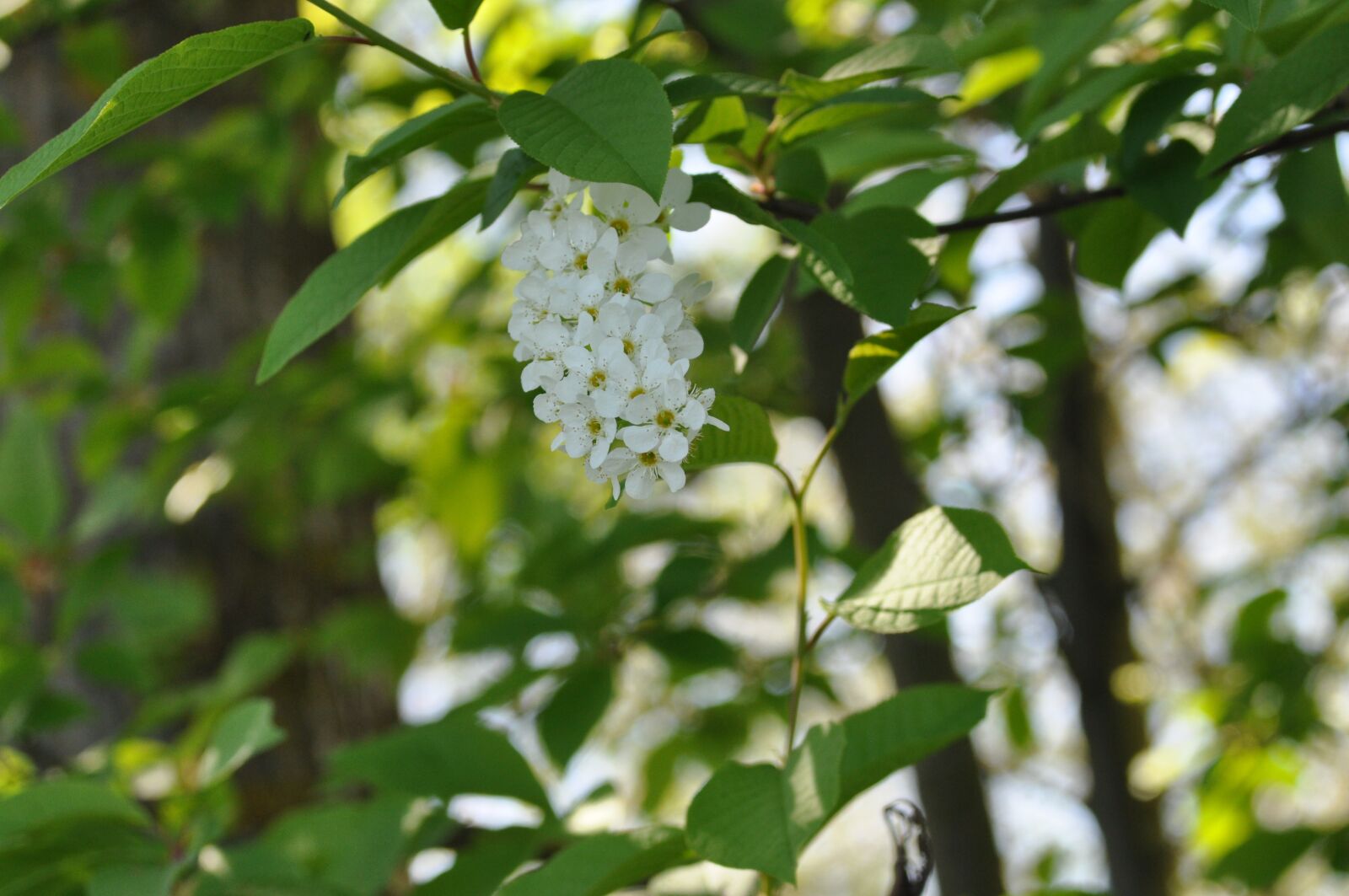 Nikon D90 sample photo. Tree, nature, leaf photography