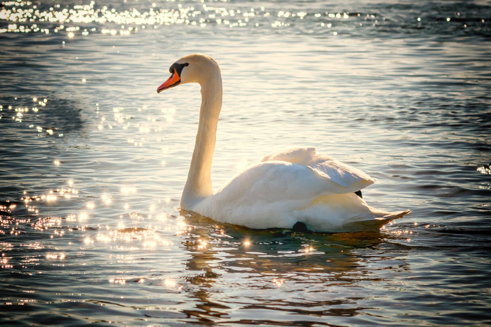 Nikon D3300 sample photo. Swan, water, bird photography