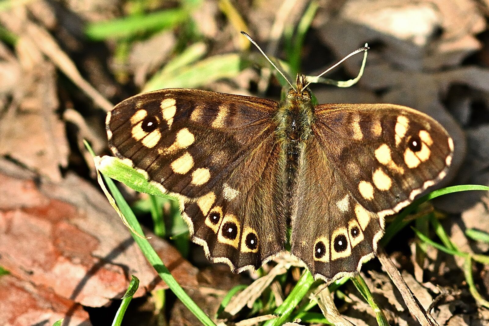 Nikon D5200 sample photo. Butterfly, forest board game photography