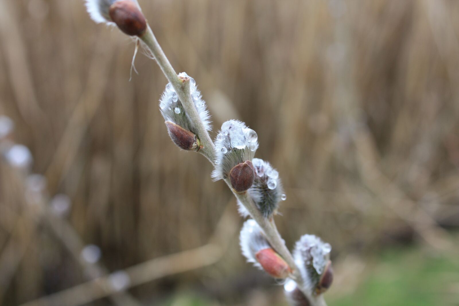 Canon EOS 450D (EOS Rebel XSi / EOS Kiss X2) sample photo. Nature, pasture, willow catkin photography