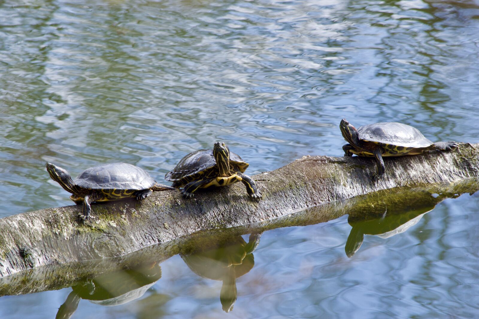 Nikon D5300 sample photo. Turtles, waters, puddle photography
