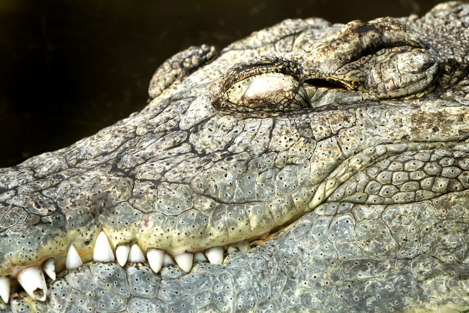 Canon EOS 500D (EOS Rebel T1i / EOS Kiss X3) sample photo. Crocodile, diergaarde blijdorp, zoo photography