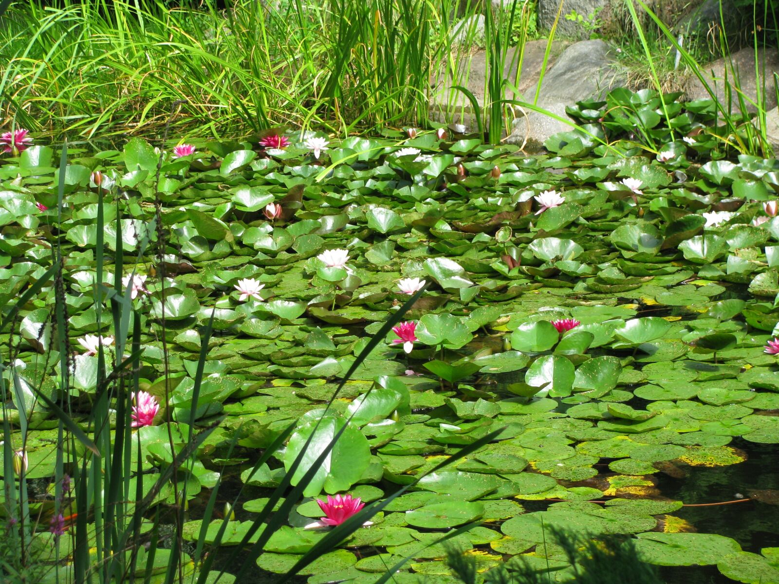 Canon POWERSHOT SX100 IS sample photo. Flowers, water, foliage photography