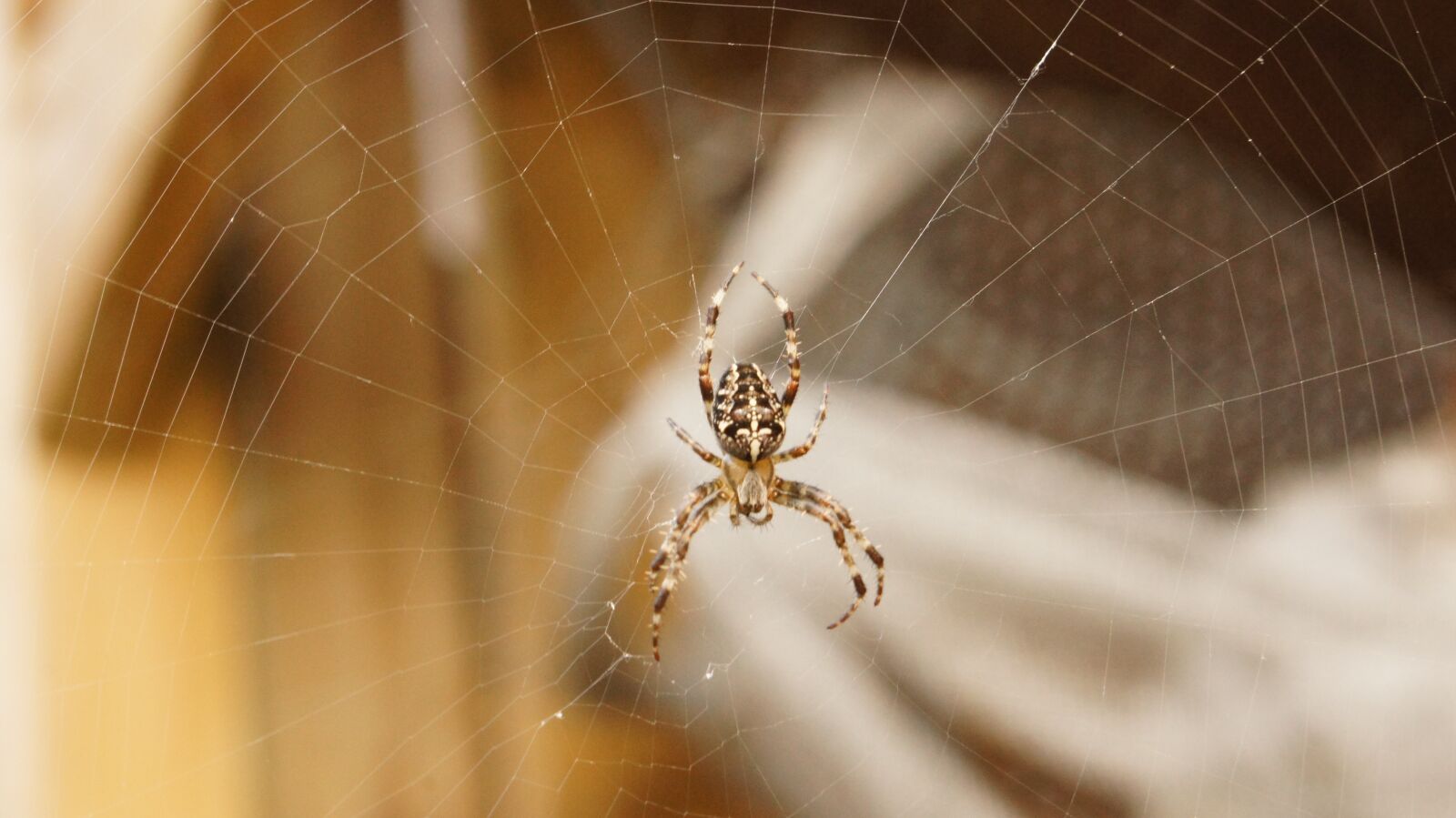 Sony SLT-A55 (SLT-A55V) sample photo. Spin, web, close up photography